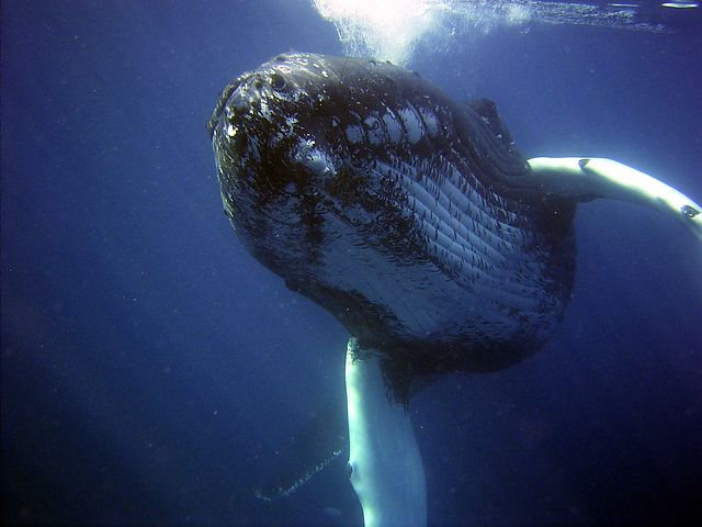 hval i havet