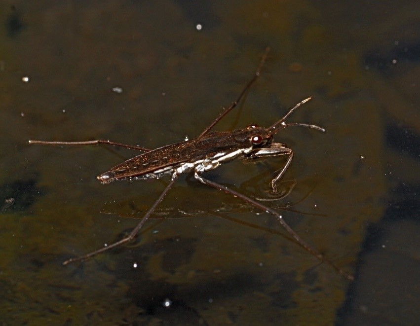 Foto af insektet skøjteløber. Insektet kan gå på vandet